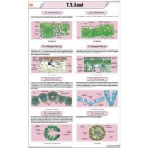 T.S Leaf - Monocot Chart