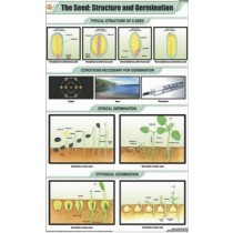 The Seed: Structure & Germination Chart