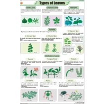 Types of Leaves Chart