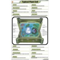 Typical Plant Cell chart