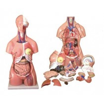 Unisex Torso 23 Parts 85 CM Model