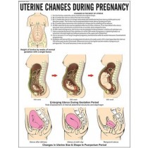 Uterine Changes in Pregnancy Chart