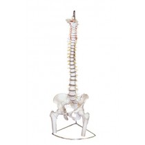 Vertebral with pelvis & femur heads Model