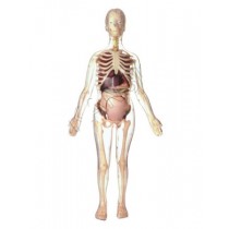 Visible Expectant Mother Anatomy Kit Model