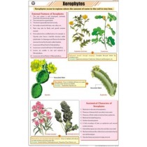 Xerophytes