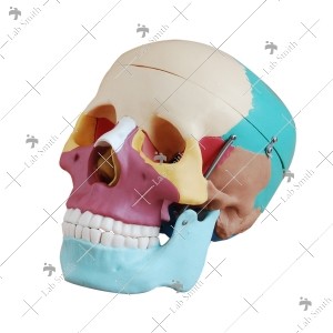 Life-Size Skull with Colored Bones