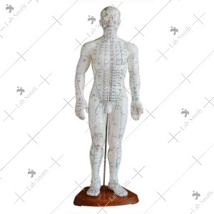 Acupuncture Model 50CM Male