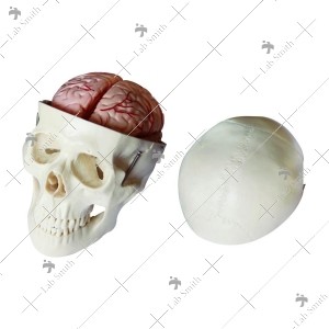 Skull Model with 8 Parts Brain
