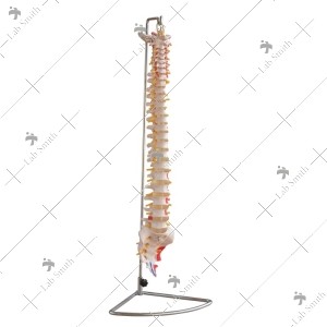 Vertebral Column with Painted Muscles