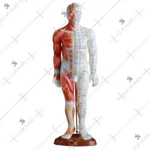 Acupuncture & Muscle Model 55CM Male