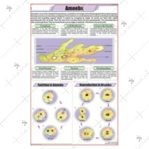 Amoeba Chart