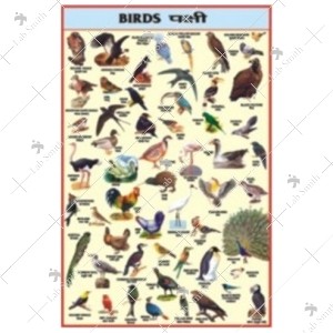 Birds Chart