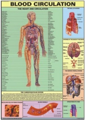 Blood Circulation Chart