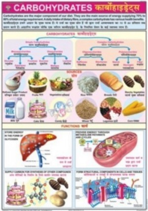 Carbohydrates Chart