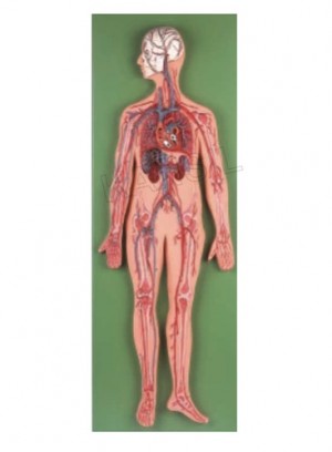 Circulatory System Model