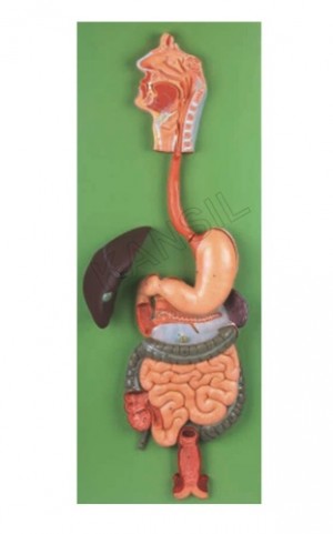 Digestive System Model