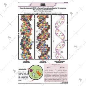 DNA Charts