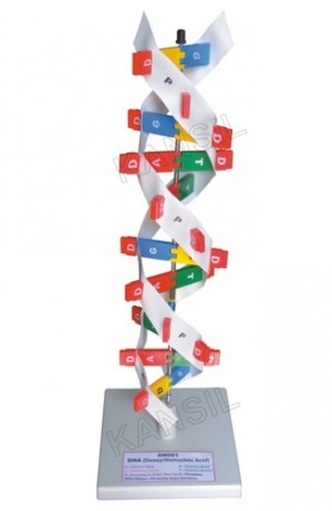 DNA Model