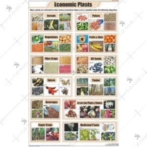 Economic Plants Chart