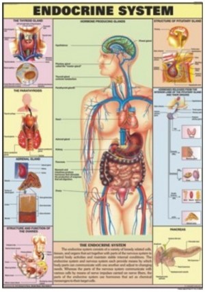 Endocrine System Chart