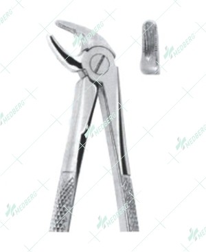 Extracting Forceps – English Pattern, Lower incisors and canines with serrated tips