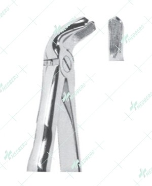 Extracting Forceps, Lower molars with serrated tips