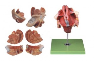 Female Genital Organs Model
