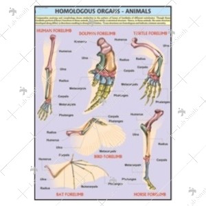 Homologous Organs Chart