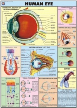 Human Eye