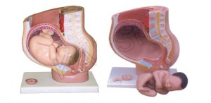 Human Female Pelvis Section (4 parts) Model