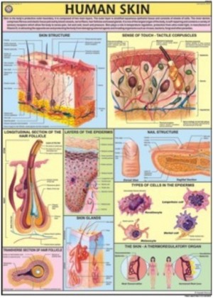 Human Skin Chart
