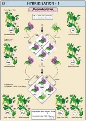 Hybridisation-1(Monohybrid Cross) Chart
