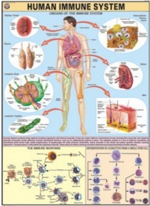 Immune System Chart