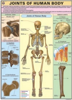 Joints of the Body Chart