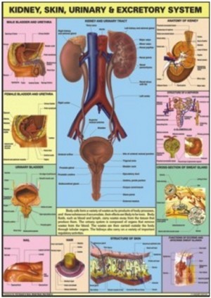 Kidney, Skin & Excretory Organs Chart