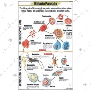 Malaria Parasite Chart