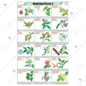 Medicinal Plants-II Chart