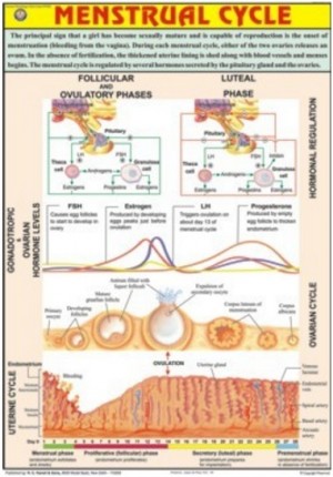 Menstrual Cycle Chart