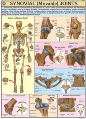 Movable Joints Chart