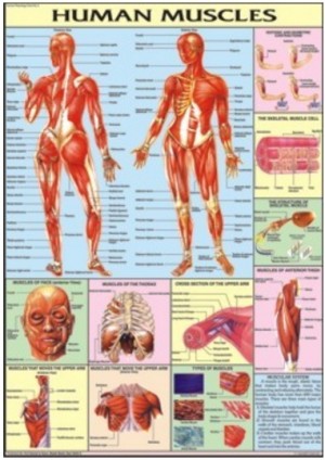 Muscles Chart