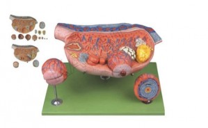Ovary Model