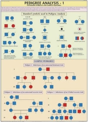 Pedigree Analysis-1 Chart