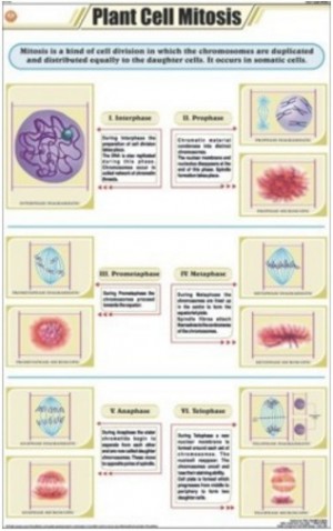 Plant Cell Mitosis Chart