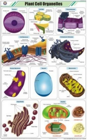 Plant Cell Organelles Chart