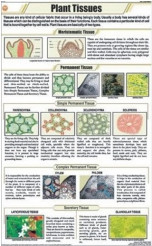 Plant Tissues Chart