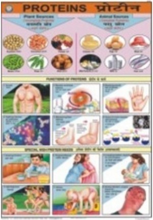Proteins Chart