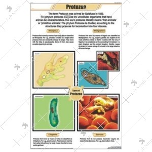 Protozoa Chart