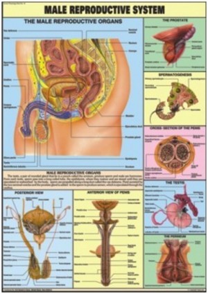 Reproductive (Male) chart