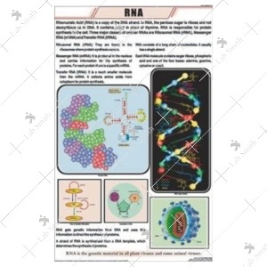 RNA Charts