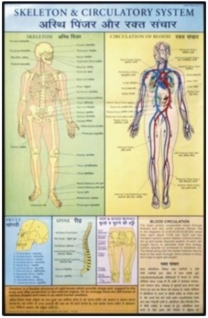 Skeleton & Circulatory System Chart